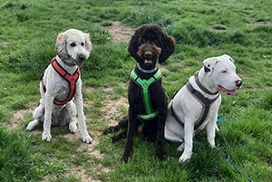 Luna, Odin und Willi 